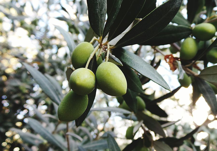 olivenbaum neue triebe Olivenbaum auf Stamm kaufen | Olea europaea main image 0