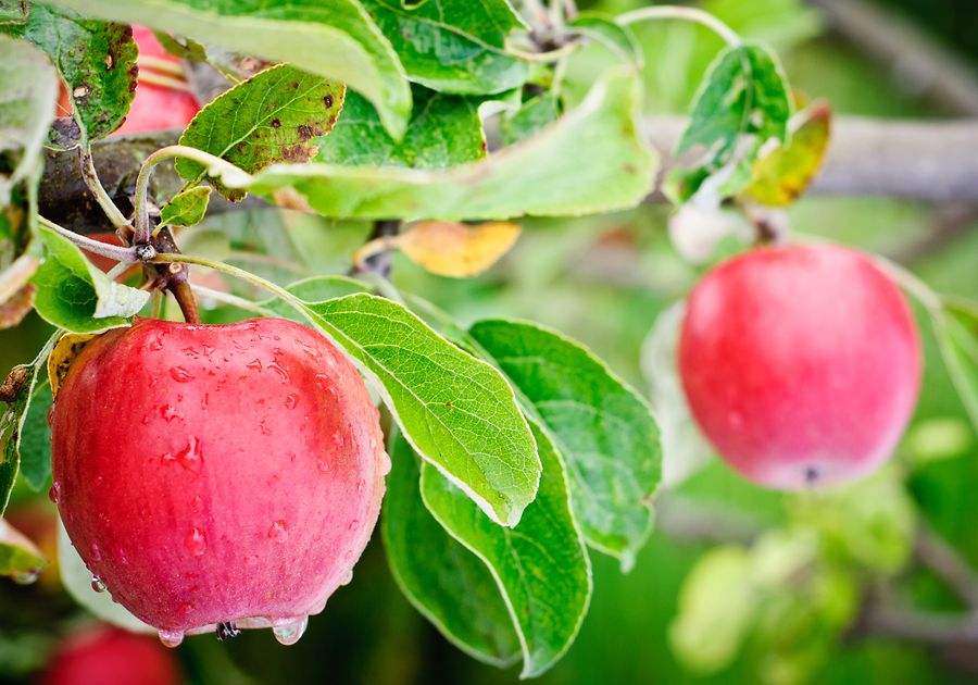 Apfel Die Ideale Zwischenmahlzeit Die Techniker