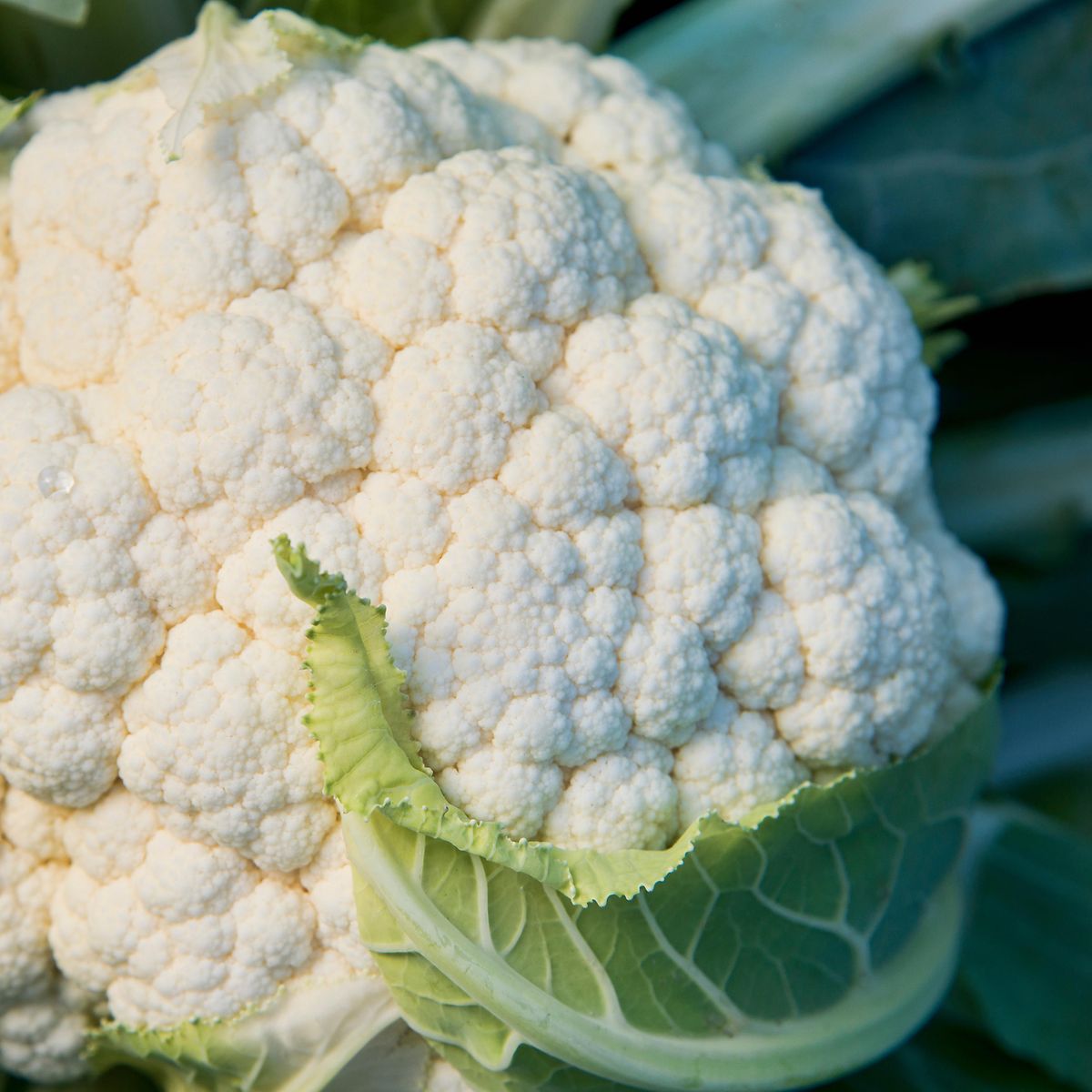Blumenkohl Natrium Spender Die Techniker